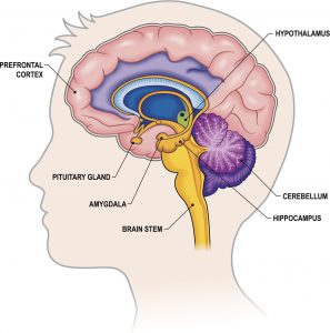 Brain Cross-section with labels